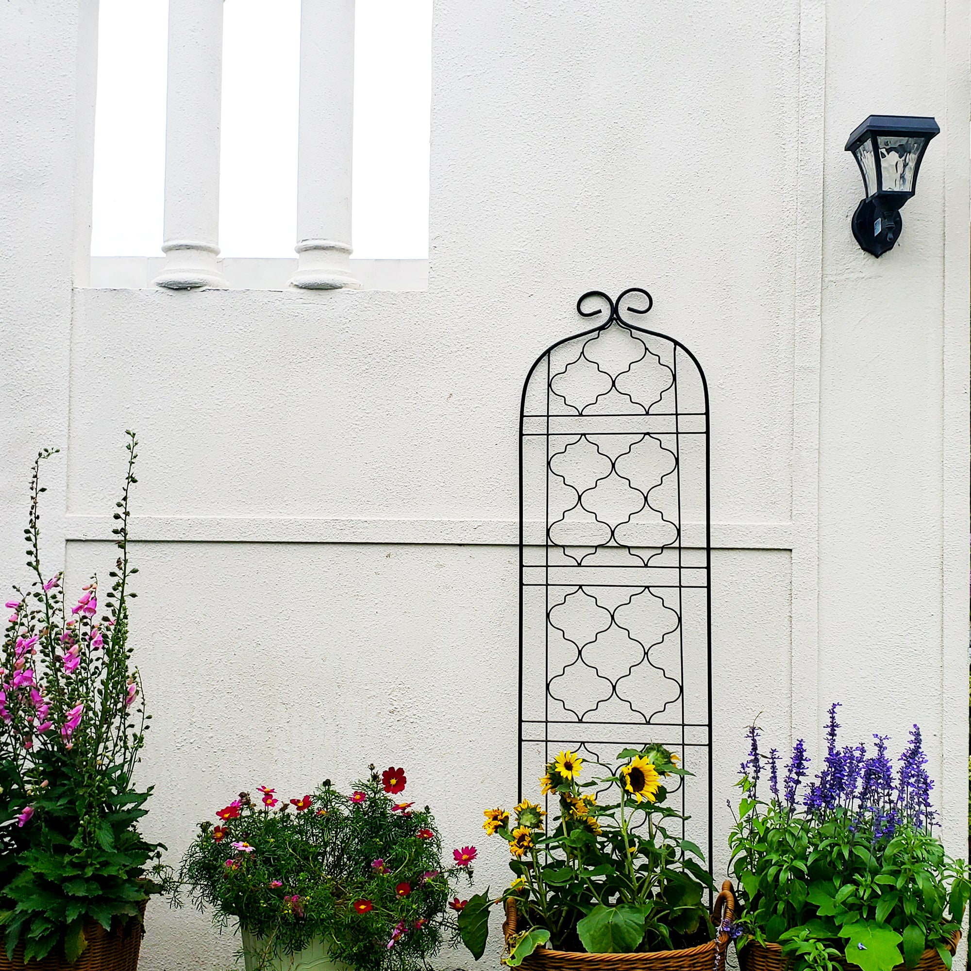 metal wall trellis for climbing plants SCENDOR Garden Metal Frame Trellis for Climbing Plants (60 *16 Inch, P –  Scendor
